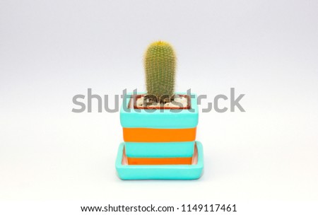 Photo of small green Eriocactus leninghausii,Lemon Ball,Golden Ball,Yellow Tower one species of cactus plant in ceramic pot with tray isolated on white background,decoration concept,succulent plant