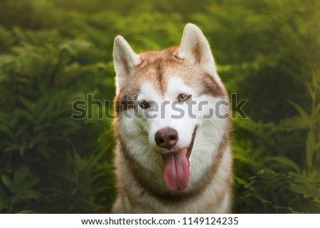 Close-up Portrait of Cute beautiful beige and white siberian husky dog with brown eyes sitting in green fern grass on sunset background and yellow sunny backlight.