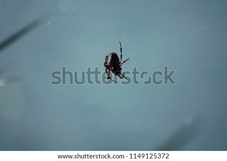 
spider with black yellow legs