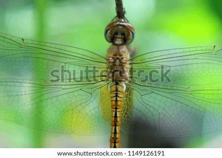 
Yellow black pattern adult dragon fly on branch close up,this insect belonging to order Odonata, infraorder Anisoptera are characterized by large, multifaceted eyes with coloured an elongated body.
