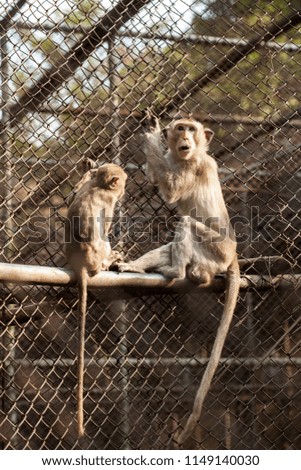 monkey in a cage 