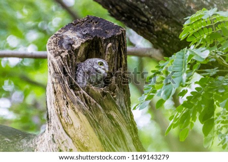 Spotted owlet (Athene brama) in tree hollow. / Spotted owlet in the hollow of tree, park of Thailand. / Spotted Owlet in the garden.