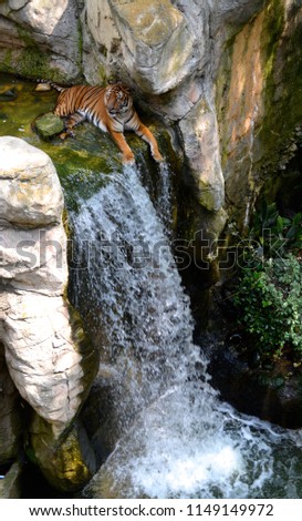Tiger laying at the top of a waterfall.