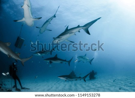 Picture shows Caribbean Reef Sharks at the Bahamas