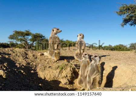 Meerkat or suricate (Suricata suricatta). Kalahari at the entrance to their burrow. Northern Cape. South Africa.