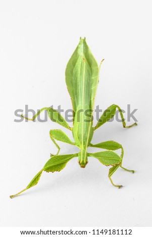 Phyllium celebicum Leaf Insect Bright Green Leaf bug on isolated white background