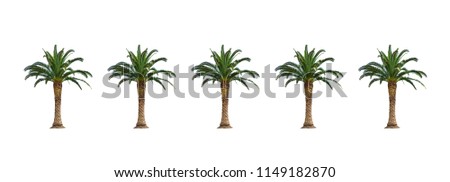 Dates palm trees isolated on white background.