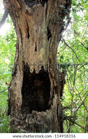 Anthropomorphic dead trunk in the forest. No photo manipulation.
