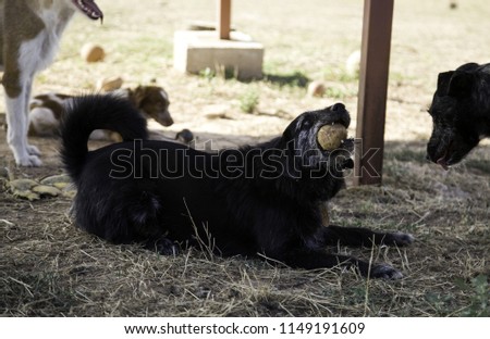 Dog playing ball in park, animal fun