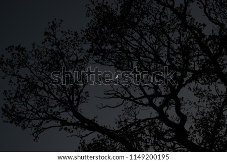 Moon behind trees in blue hour Royalty-Free Stock Photo #1149200195
