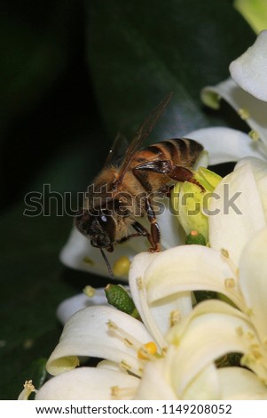 Cape honey bee gathering pollen from the flowers of an evergreen shrub called Murraya paniculata, more commonly known as Orange Jasmine. This picture was taken in the Western Cape of South Africa.
