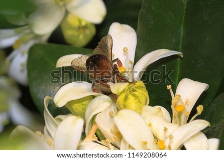 Cape honey bee gathering pollen from the flowers of an evergreen shrub called Murraya paniculata, more commonly known as Orange Jasmine. This picture was taken in the Western Cape of South Africa.