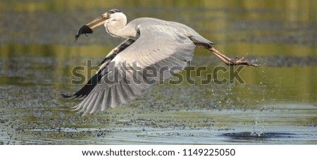 grey heron fly
