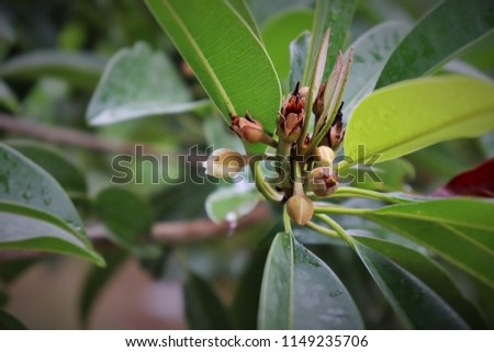 sapodilla flower photo ,chikoo  photo for nutrition diet  plan website  picture about Fruit sapodilla Apple Organic 
