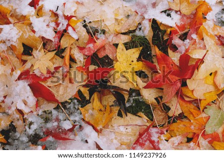 top view bright close up photo of fallen red,orange and yellow dry leafs on the ground covered in white snow on sunny cold day 