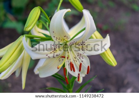 White flower of tiger Lily in the garden in the evening