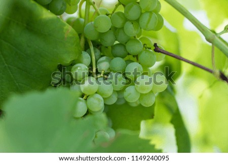 Ripening bunches of grapes in central Europe. Fruit used for wine production. Season of the summer.