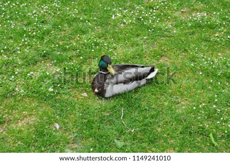 Duck Male London