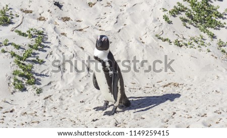 A wild standing penguin at a colony located in Boulder's Beach, Simon's Town, Cape Town, South Africa