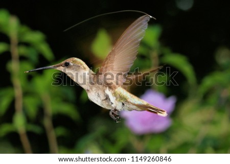Ruby Throated Hummingbird - Close up photograph of a ruby throated hummingbird in flight with pink flowers and greenery in the background.  Selective focus on the hummingbird.

