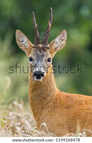 Roebuck - buck (Capreolus capreolus) Roe deer - goa