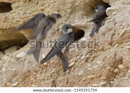 The sand martin (Riparia riparia) or European sand martin, bank swallow in the Americas, and collared sand martin in the Indian Subcontinent, is a migratory passerine bird. Pair