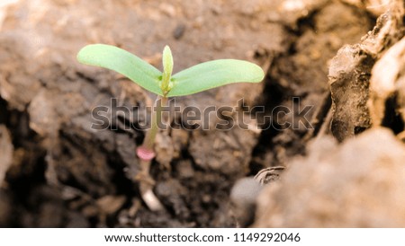 Agriculture and seedling concept with macro photo of seedling tree. Royalty high quality free stock image of close up seedling tree in sunlight