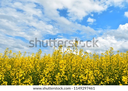 A close up image of bright yellow canola plants in full bloom against a cloudy sky. 