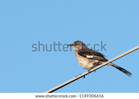 Northern Mockingbird perched on a wire isolated against a blue sky.