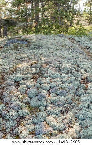 white moss in the Karelian forest