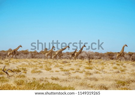 Giraffe Group in the Etosha National Park