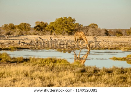 Giraffe drinking in the Etosha National Park