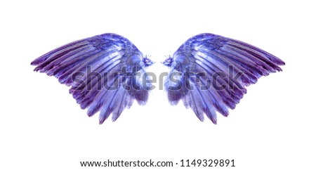 Angel wings on white background