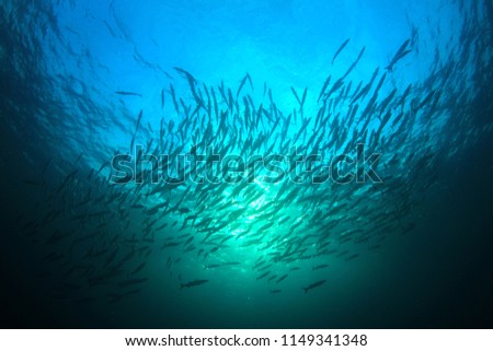 Barracuda fish school in Thailand 