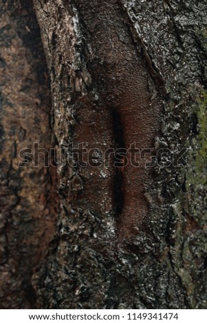 Bark texture of tree with oily