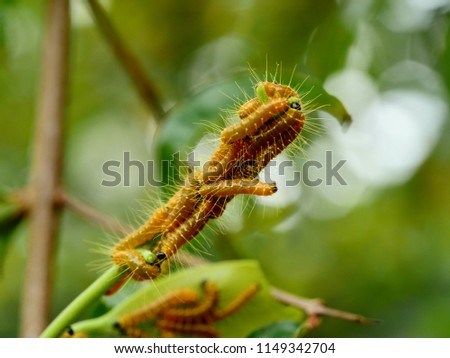Closeup of small young leafworms or cutworms slowly crawling on a green leaf twig background