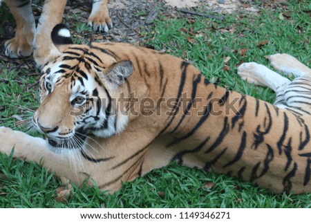tigers at a zoo