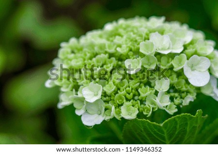 small white flowers that bloom in the summer