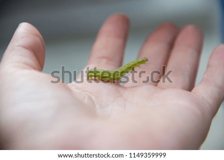 The caterpillar on the hand