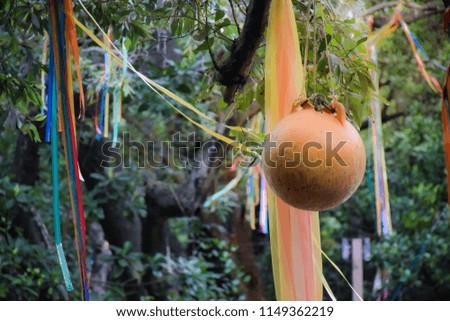 Gourds with many colors hanging on the tree.