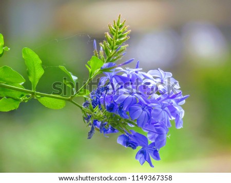 Vibrant Flower with Blur background in the summer, shoot with telephoto lens