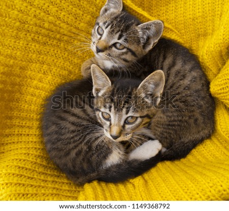 Two striped kittens are wrapped in a yellow knitted scarf. Seals play. Friendship of pets. The cat warms itself in the cold autumn. A man's house friend.