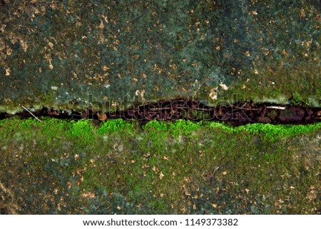 Photo depicting a bright green moss on an old stone wall. Moss background and texture.