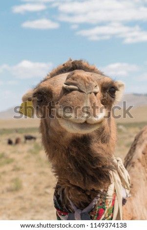 A Camel in the steppe, Mangystau, Kazakhstan, Central Asia 