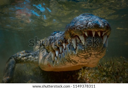 Saltwater amercan crocodile closeup underwater shot Royalty-Free Stock Photo #1149378311