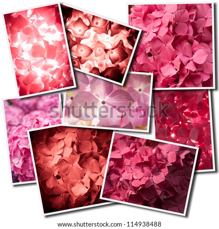 Collage with different pictures of pink hydrangeas