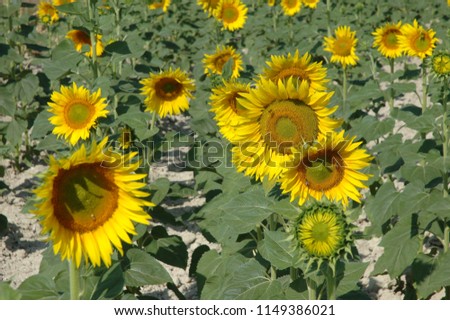 sunflowers on the field, Costa Blanca, Spain