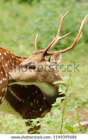 Spotted Deer Portrait