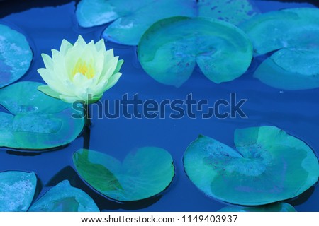 Close​ up​ transparency​ yellow​ lotus​ flower​ in​ the​ pond​