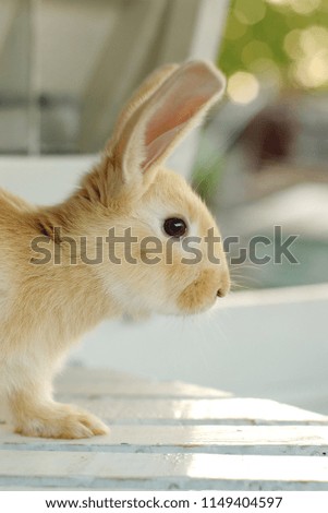Cute yellow rabbit